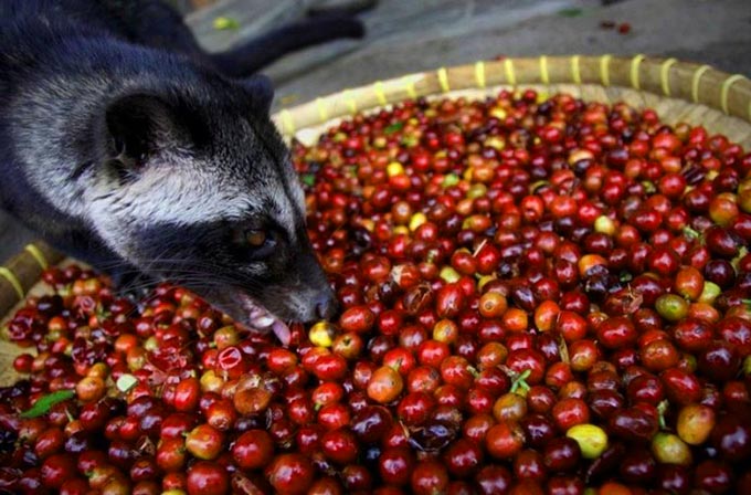 luwak