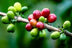 cerises de cafés