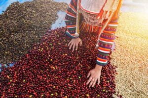 chianrai vietnam café plantation