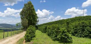 Plantation de café, différences entre le café Robusta et le café Arabica