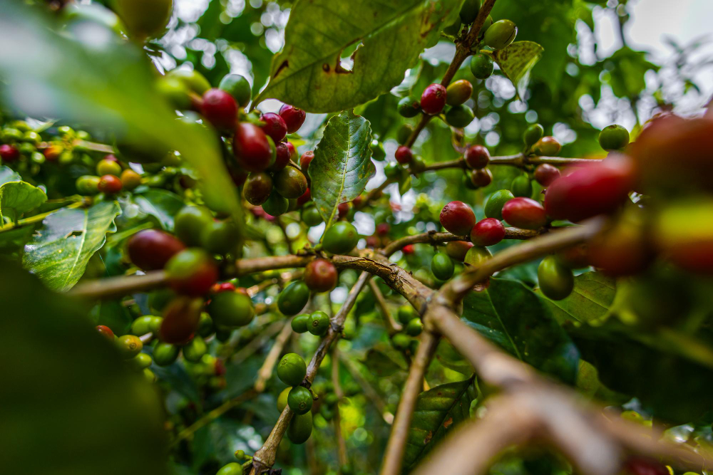 cafeier robusta